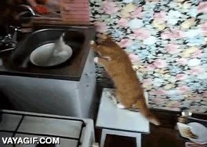 gato,susto,pescado,pica,fregadero,asustar,sigue vivo