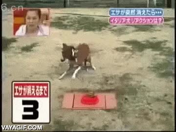 perro,romper,trampilla,giratoria,arrancar,muy listo,tele,japonesa,japon