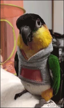 capucha,thug life,parrot,loro,sudadera,es rapper trapper,seguro que haría mejor rap que muchos por ahí
