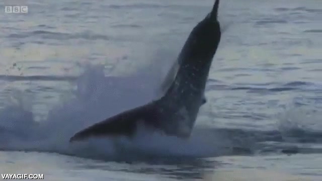 tiburon,gran,blanco,foca,atrapar,cazar,al vuelo,leon marino,devastadora