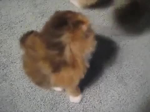 gato,gatito,madre,lavar,limpiar,limpieza,lengua