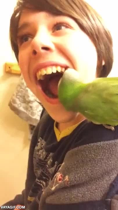 loro,adoptar,quitar,diente,dentista,de leche,arrancar