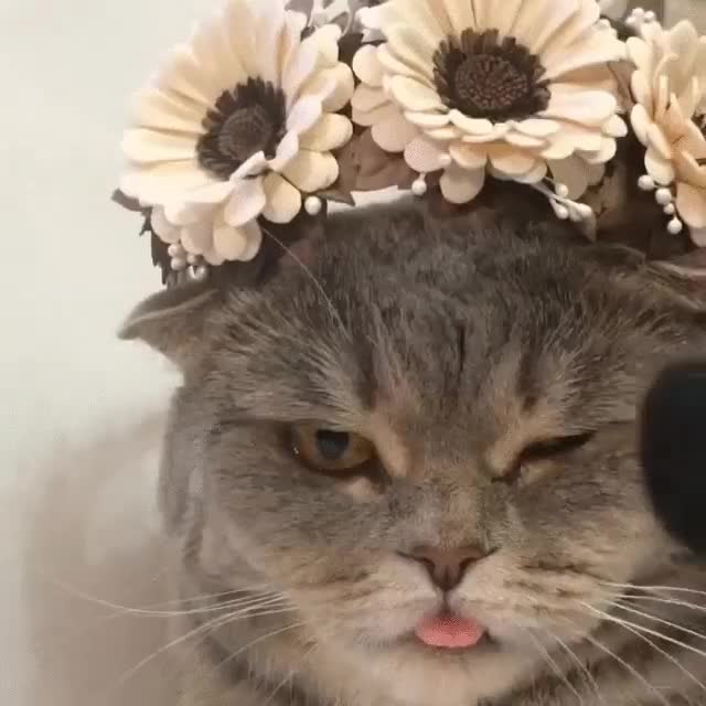 gata,gato,melissa,sesi&oacute;n de fotos,es necesario maquillar a un gato?,resignacion