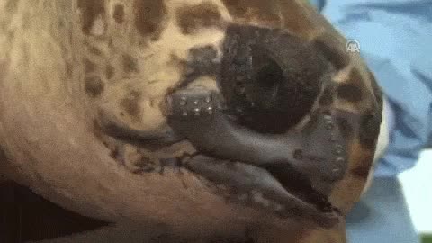 el hombre a veces hace cosas incre&iacute;bles,arreglar nuestro propio desastre,tortuga marina,implante,protesis,imprimida,impresion,3D,tortuga