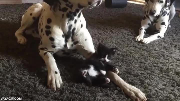 gatito,gato,perro,dalmata,jugar,adoptivo,cachorro