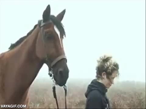 joey,war horse,caballo,animatronico,cuesta creer de lo realista que es,robot