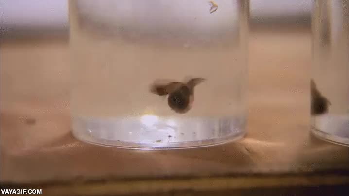 mariposa,mariposas marinas,que extra&ntilde;o animal,botes,agua,insecto raro