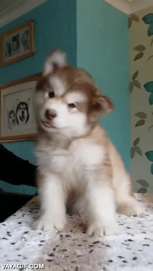 husky,perro,cachorro,adorable,movimiento,cabeza