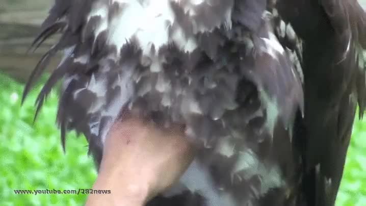 aguila,dorada,rascar,plumaje,se deja hacer,majestuoso animal,cuidador