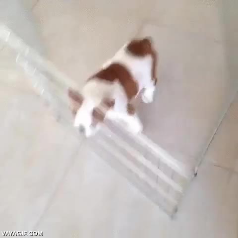 cachorro,bulldog,arrastrar,jaula,empujar,es listo el tío