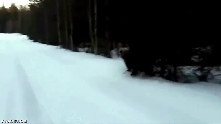 oso,asustarse,bosque,carretera,nieve,susto