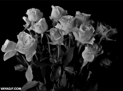 rosas,flores,todo muy melancolico,marchitarse,blanco y negro,metafora