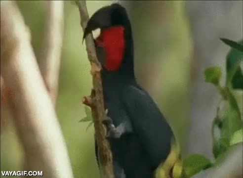 cresta,negro,color,palo,dar golpes,bateria,percusionista,punk-rock