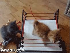 gatos,cachorros,jugar,ring,entretenimiento,lucha