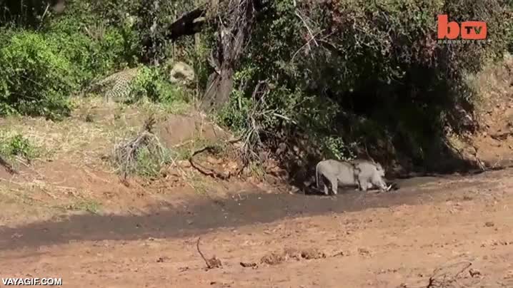 pumba,facoquero,leopardo,intento,cazar,al final retirada,le marca con los colmillos