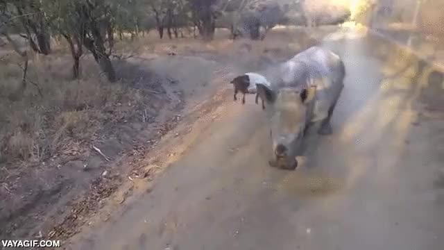 cabra,rinoceronte,cría,cachorro,jugar,alegría