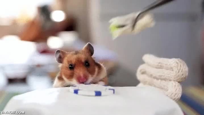 hamster,comer,burrito,entero para adentro