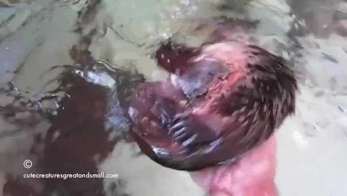 ornitorrinco,rascar,acariciar,agua,jugar,dejarse tocar,que monada