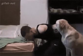perro,sin brazos,camiseta,golden retriever,vestir,ayudar