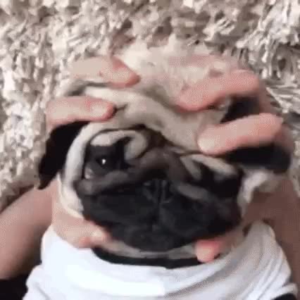 pug,carlino,amasar,cara,arrugas,enfado que acaba en bostezo,perro