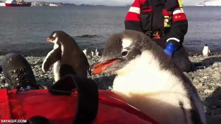 ping&uuml;ino,subir,regazo,trepar,gracioso,parece un pingu joven