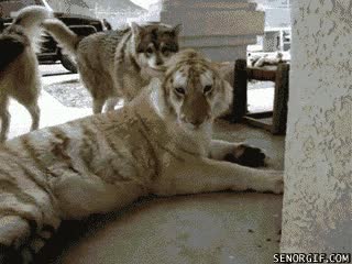 como se cruce el tigre ver&aacute;s,enfadado,dejarse hacer,lobos,le pegan a todo,husky