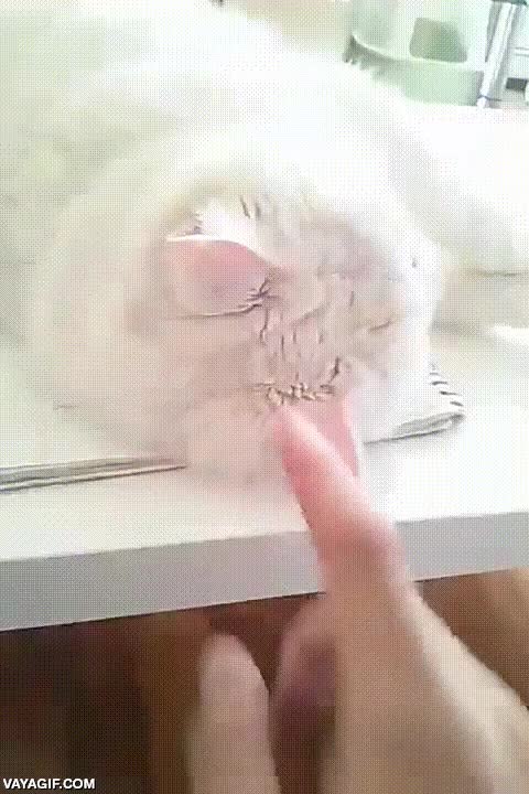 Si yo quiero estudiar, pero es que mi gato usa mis apuntes como cama y no tiene intención de moverse,dormir,apuntes,escritorio,cama