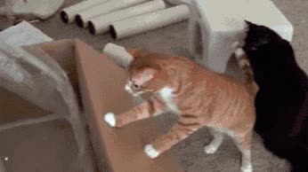 gato,caja,postes,rascador,parque,montaje