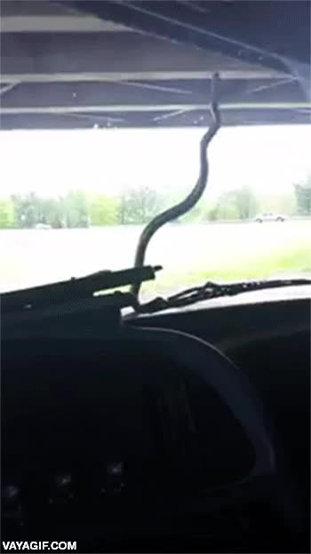 ha cumplido su sue&ntilde;o,limpiaparabrisas,coche en marcha,se va a caer y la pisar&aacute;n,serpiente,vibora