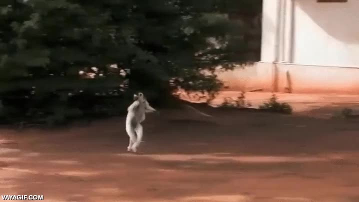 mono,simio,saltitos,posar,fotos,gif inverso,fotografía