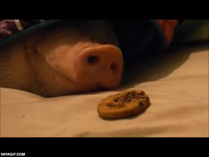 cerdo,galleta,oler,olor,despertar,buena forma de despertar