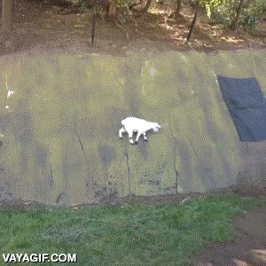 cabra,fisica,pared,escalar,leyes