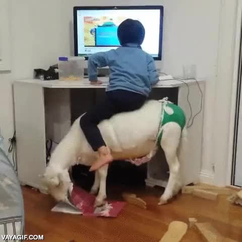 cabra,comer,morder,papel,silla de escritorio,es más estable que mi silla de escritorio