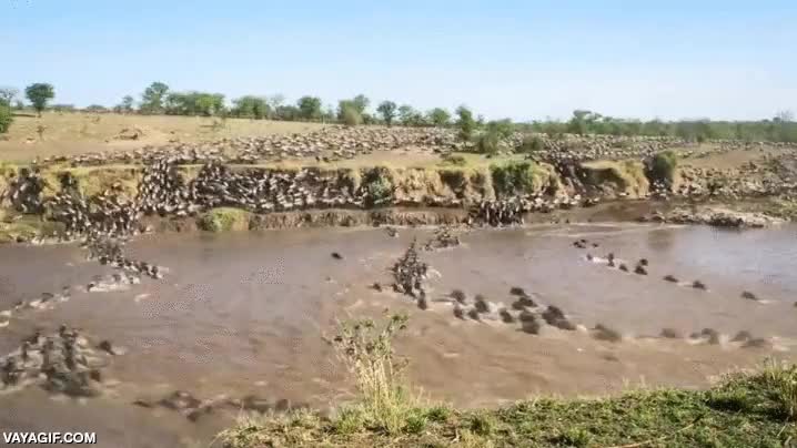 ser&aacute;n &ntilde;us,cruzar,rio,migracion,agua,algunos se pierden