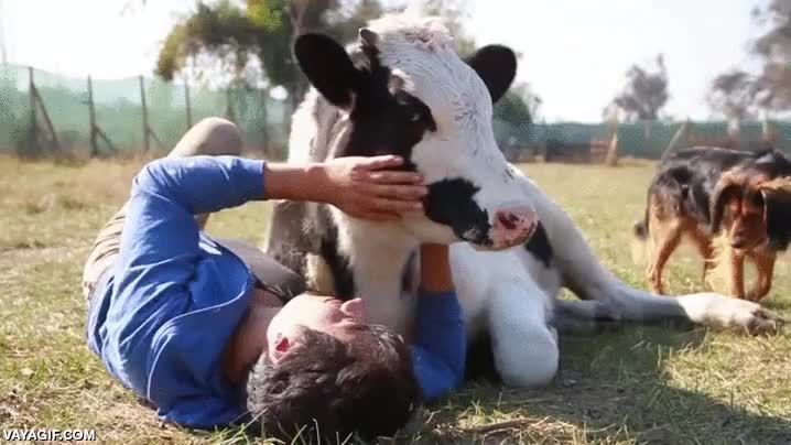 se me parte el alma,no podr&eacute; volver a comer hamburguesas despues de esto,vaca,adorable,dejarse acariciar,cari&ntilde;o,mucho amor,perros,todos somos iguales
