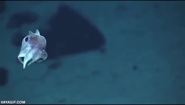 pulpo,5 centimetros,o sepia o calamar,&iquest;splatoon?,descubrimiento,animal,fauna