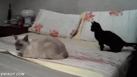 mala leche,gato,borde,bufar,enfadado,cachorro,jugar,miedo maximo