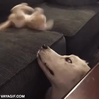 gatito,cachorro,perro,gato,jugar,travieso,sof&aacute;