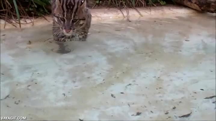 no tiene mérito pescar un pez muerto,gato salvaje,wildcat,pescar,pescador