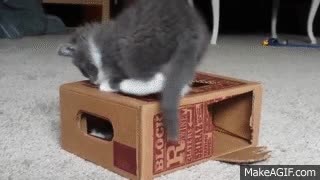 gato,gatito,pata,sorpesa,no entender,agujero,su propia pata