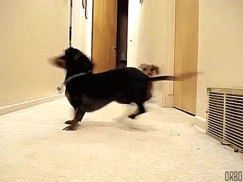 turnos,esperar,lanzar,dachshunds,perro,pelota