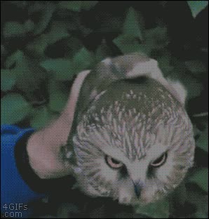 mirada fija,no te pierde de vista,acertar,apuntar