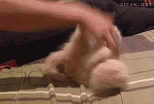 Si no sabes cómo luchar exactamente, al menos no dejes de moverte este gato lo sabe,gatito,cachorro,locura,descontrol,jugar