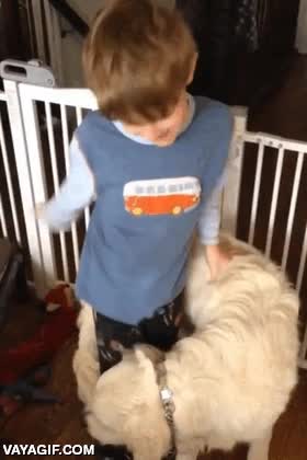 perro,morder,cola,atrapar,ni&ntilde;o,dar vueltas,trollear