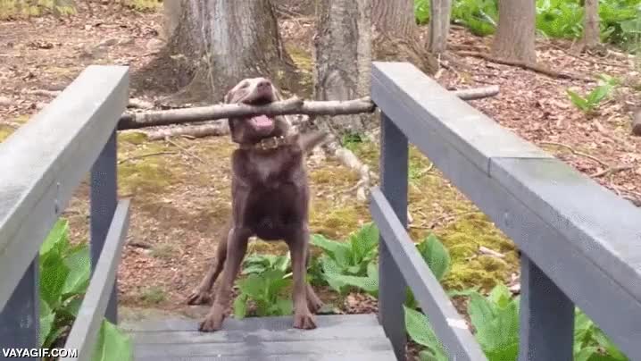 Creo que este perro ha encontrado un problema y sabe cómo resolverlo perro,puente,rama,palo,también es exagerado el perro,podría dejarlo sin más