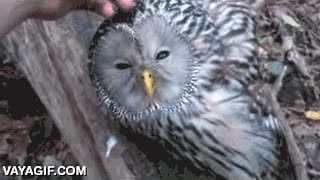 dejarse tocar,acariciar,ave,se queda medio frito