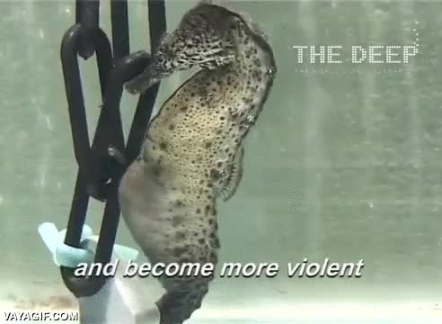 y tu crees tener familia numerosa?,dar a luz,de las pocas especies en que el macho da a luz,caballo,caballito de mar