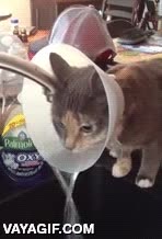 gato,cono,lampara,beber,agua,grifo,se moja entero,no es tan f&aacute;cil