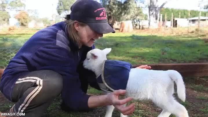 se desactiva si dejas de tocarle,parece un muñeco de esos hinchables que se mueven con aire,cabra,cabrita,cuidadora,caricias,tocar,emoción