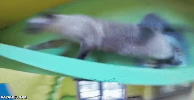 gato,casa,t&uacute;nel,cuesta,jugar,por toda la casa